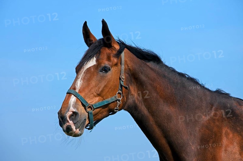 Holstein domestic horse (Equus caballus) close-up, Germany, Europe