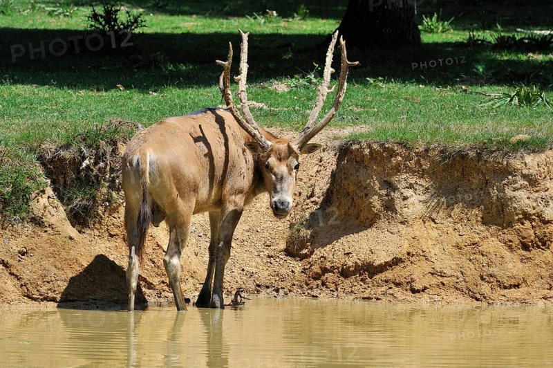 David's deer, Milu, père david's deers (Elaphurus davidianus), Milus, deer, ungulates, mammals, animals, Pere David's deer, Milu standing in river, native to China