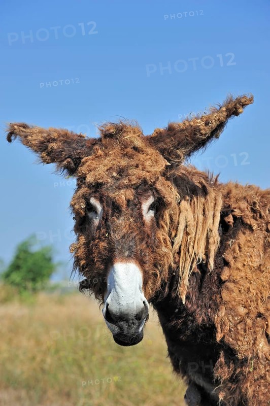 Poitou donkey, purebred, domestic animals, ungulates, farm animals, odd-toed ungulates, mammals, animals, equine, domestic donkey, donkeys, Poitou donkey, Poitevin donkeys, baudet de Poitou with shaggy coat in field on the island Ile de Ré, Charente-Maritime, France, Europe