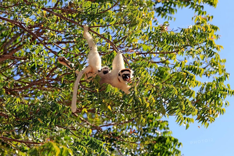 Verreaux's sifakas (Propithecus verreauxi), female and juvenile, Berenty Reserve, Madagascar, Africa