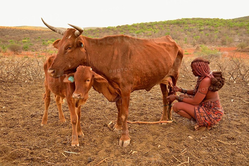 Himba woman milking a cow, Ombombo, Kaokoland, Kunene, Namibia, Africa