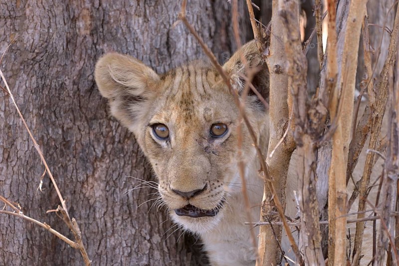 Young lion (Panthera leo) in a bush, Nsefu sector, South Luangwa National Park, Zambia, Africa