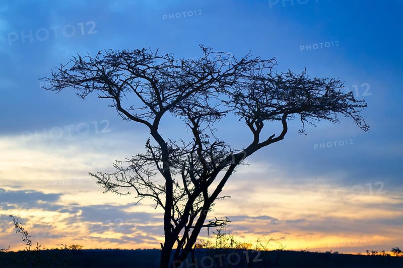 Savannah Landscape with trees at dusk, Kwazulu Natal Province, South Africa, Africa