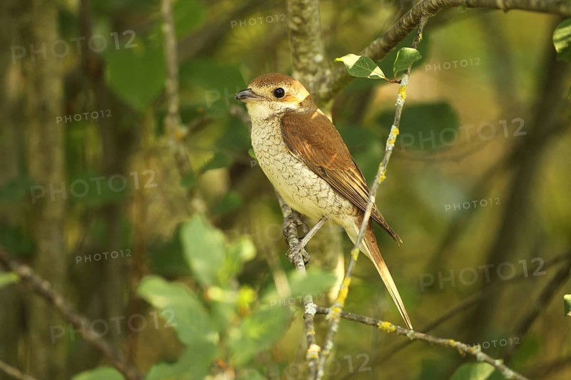 Red-backed Shrike (Lanius collurio) Female sitting in bushes, Allgäu, Bavaria, Germany, Europe