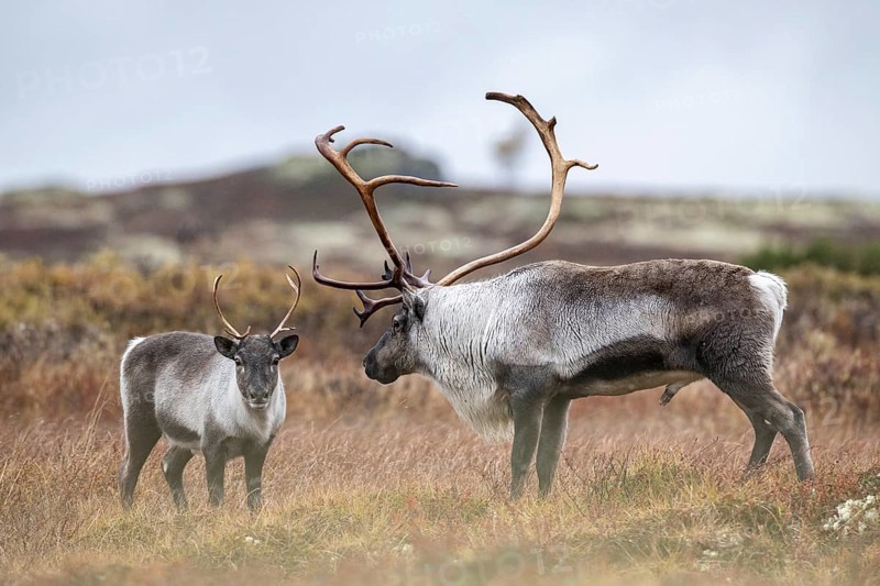 Wild mountain reindeer (Rangifer tarandus tarandus), bull courting female, in autumn tundra, Forollhogna National Park, Norway, Europe