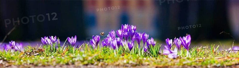 Pillnitz Palace Park Crocus meadows at the Bergpalais. Wild crocuses (not to be confused with garden crocuses) (Crocus vernus) are among the first flowers to bloom in early spring alongside snowdrops