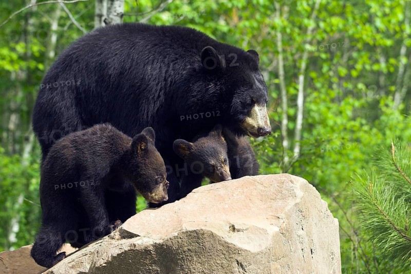 Black Bear, female with cubs (Ursus americanus), cub
