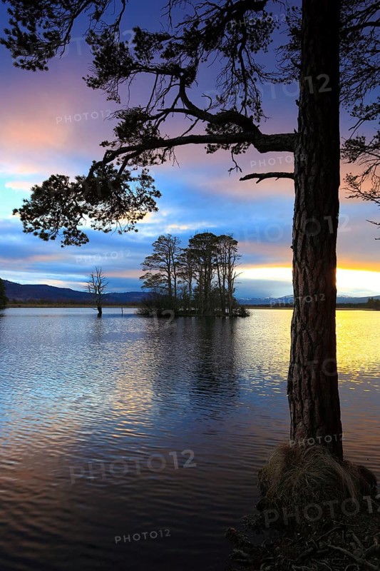Loch Mallachie, Cairngorms National Park, Scotland, United Kingdom, Europe