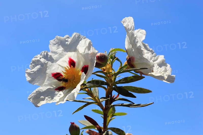 Lacquer cistus, Cistus ladanifer, Andalusia, Spain, Europe