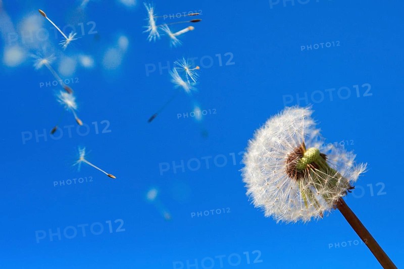 Dandelionfruit cloud, , , Flying seeds