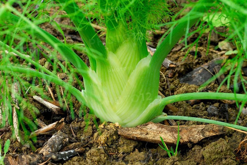 Tuber fennel 'Perfection' (Foeniculum vulgare ssp. vulgare var. azoricum) , fennel