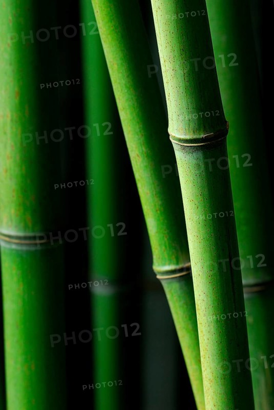 Bamboo