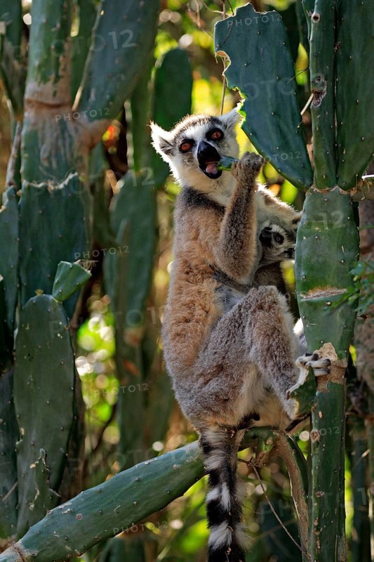 Ring-tailed Lemurs (Lemur catta), female with young, Berenty Private Reserve, Madagascar, female with young, Berenty Reserve, Madagascar, Africa