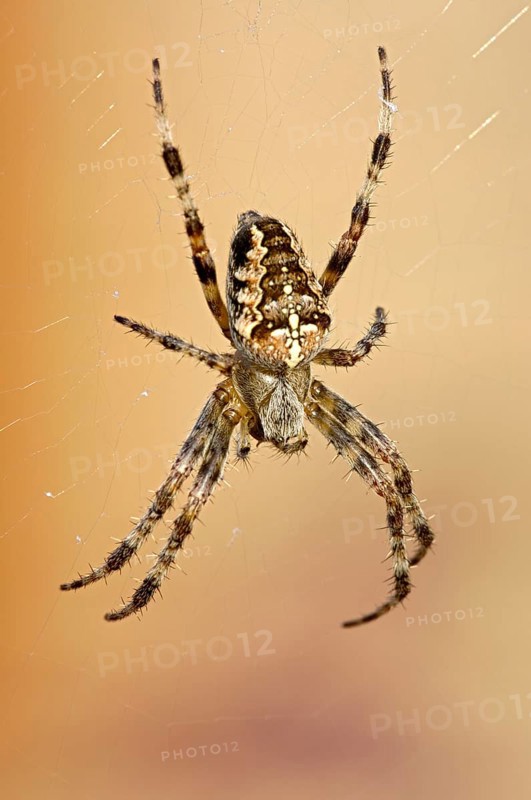 Garden cross spider in web, North Rhine-Westphalia, Germany, Europe
