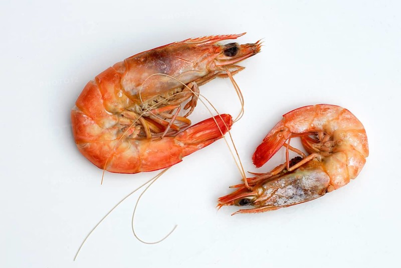 Australian flagellate shrimp (Penaeus plebejus), Australian prawn