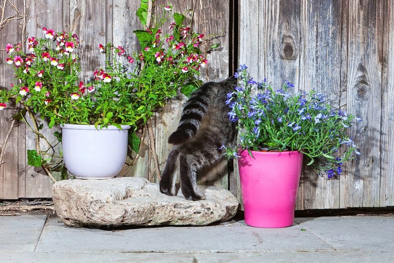House cat, goes garden shed