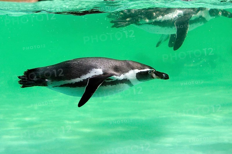 Humboldt's Penguin (Spheniscus humboldti)