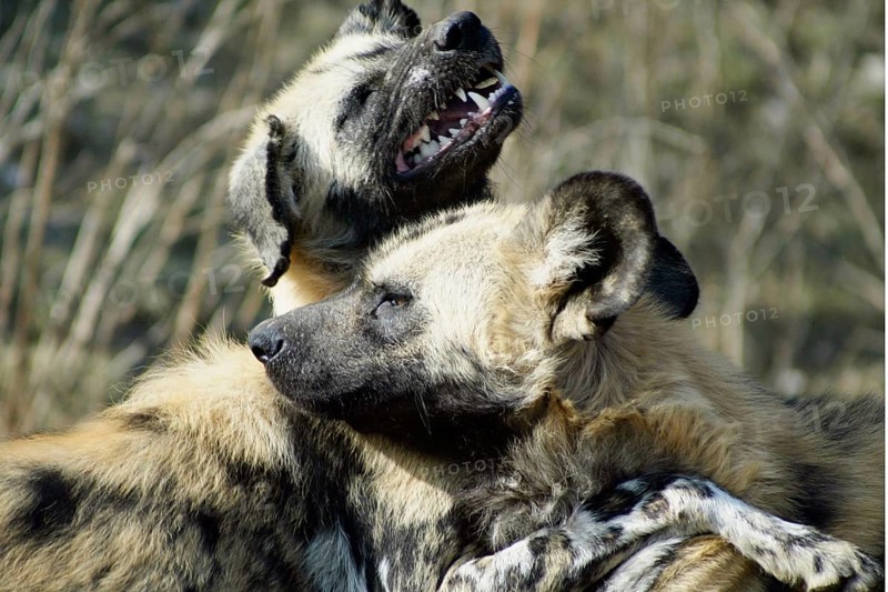 African Hunting Dogs (Lycaon pictus) nische Wildhunde, Hyänenhundn Wild Dog