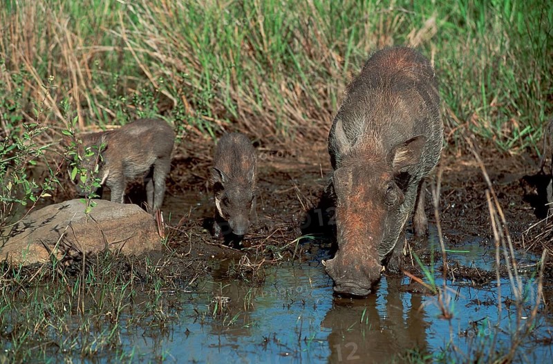 Warthog, female with young, Hluhluwe National Park, desert warthog (Phacochoerus aethiopicus), pig