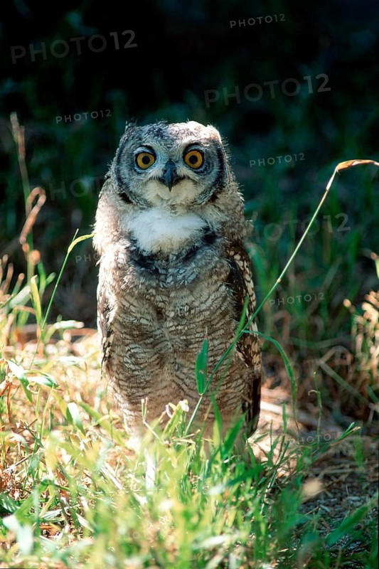 Spotted Eagle-owl (Bubo africanus), South Africa, Africa