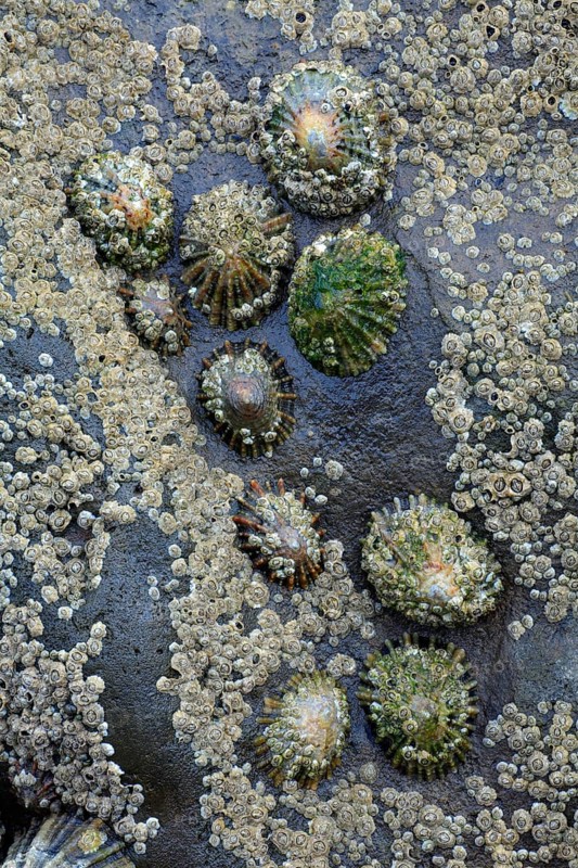 Common (Patella vulgata) European Limpets, Northumberland national park, England