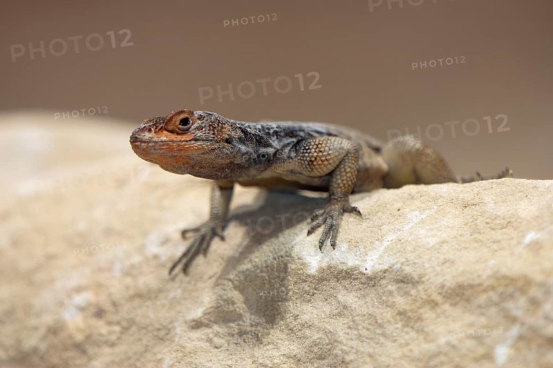 Grandidier`s Spiny-tailed Iguana (Oplurus grandidieri)