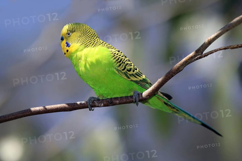 Budgerigar (Melopsittacus undulatus), male, Alice Springs, Australia, Oceania