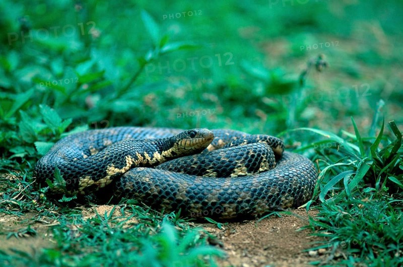 Madagascar giant madagascan hognose (Leioheterodon madagascariensis), Madagascar, Africa