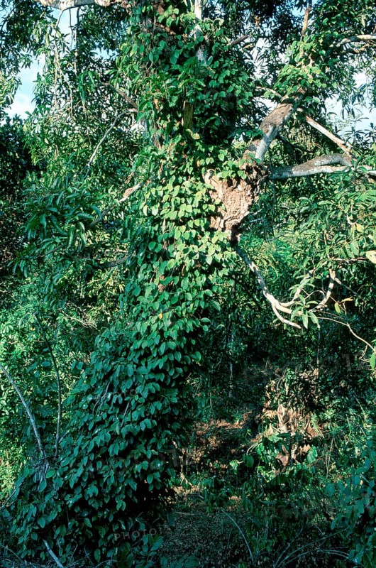 Black Pepper (Piper nigrum) bush, Madagascar, Africa