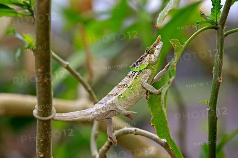 Yellow-green chameleon, malthe's chameleon (Calumma malthe), Madagascar, Africa