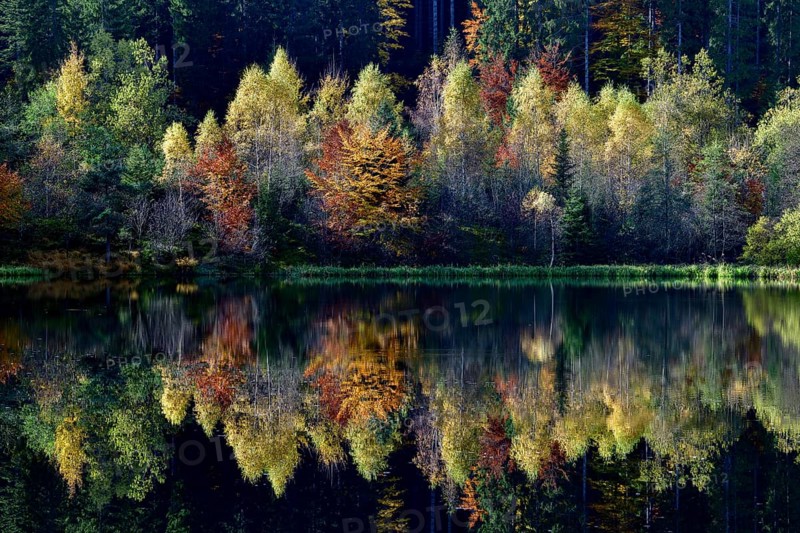 Trees reflected in the Sankenbachsee, Karsee, autumn, near Baiersbronn, Freudenstadt district, Black Forest, Baden-Württemberg, Germany, Europe