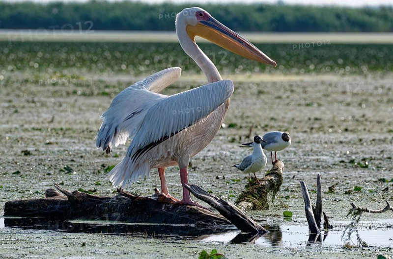 A pelican on a log in the water of Lacul Isac, a lake in the Danube Delta, next to two black-headed gulls. UNESCO Danube Delta Biosphere Reserve. Munghiol, Tulcea, Romania, Southeast Europe, Europe