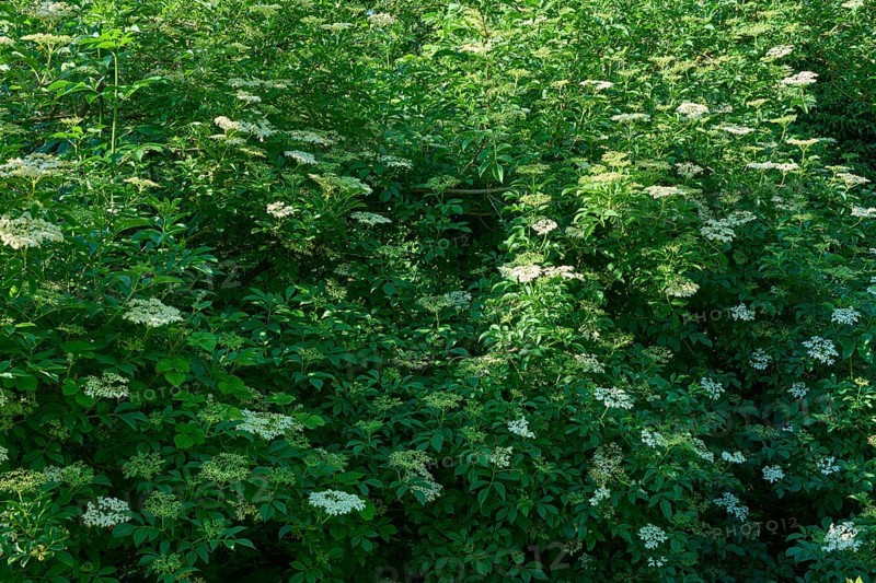 Blooming Elderflower in spring, Bavaria, Germany, Europe