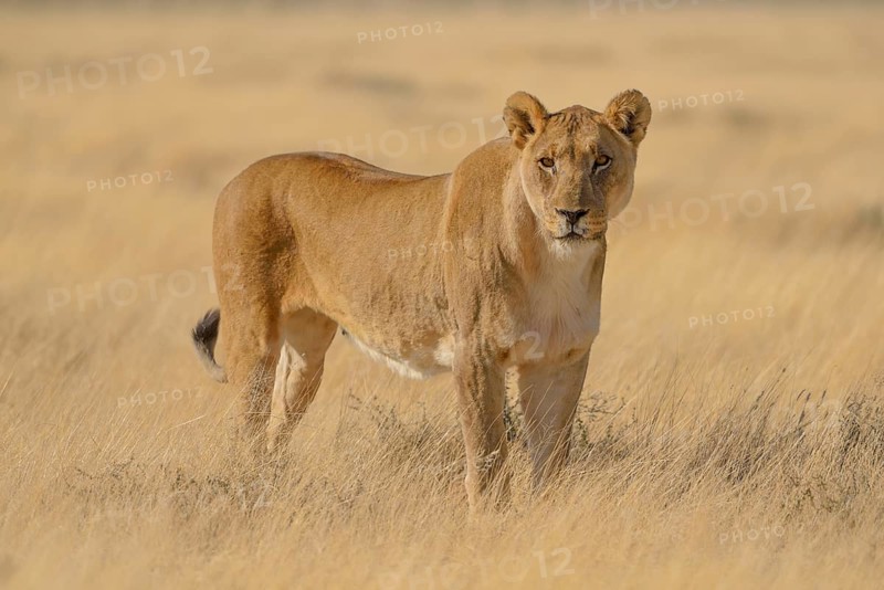 Lioness (Panthera leo) in dry grassland, Etosha National Park, Namibia, Africa