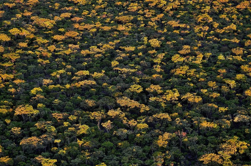 Treetops, aerial view, Kasanka National Park, Serenje District, Central Province, Zambia, Africa