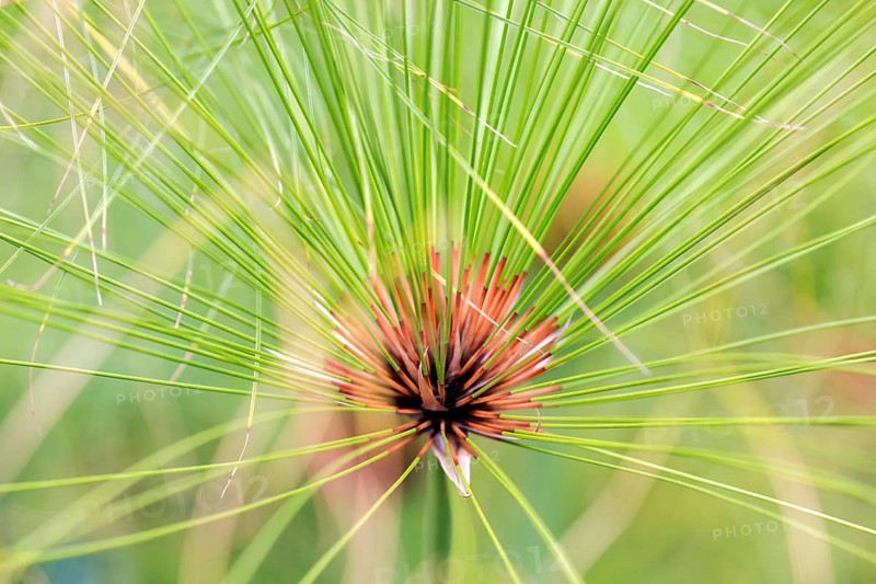 True papyrus sedge (Cyperus papyrus), Madeira, Portugal, Europe