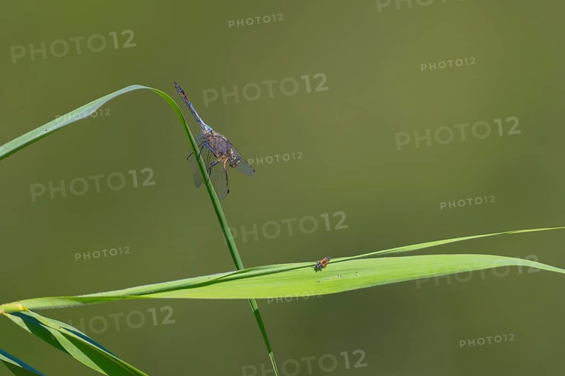 Close-up, black-tailed skimmer (Orthetrum cancellatum), male, Neustadt am Rübenberge, Germany, Europe