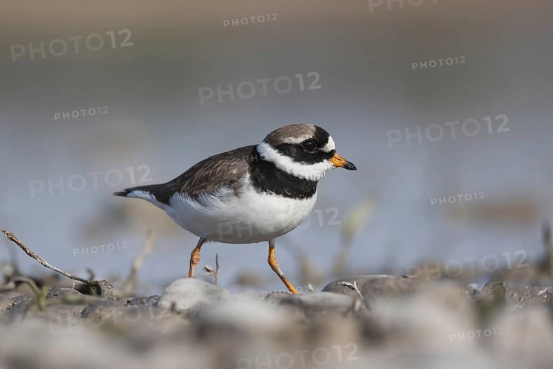 Ringed plover foraging for food