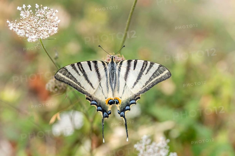 Scarce Swallowtail (Iphiclides podalirius) foraging for nectar on a flower in a garden. Cevennes, France, Europe