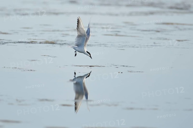 Gull-billed tern (Gelochelidon nilotica) flying in the sky, hunting, ebro delta, Catalonia, Spain, Europe