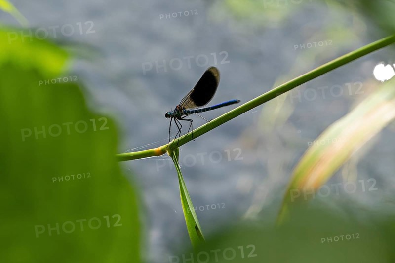 Dragonfly on branch, banded demoiselle (Calopteryx splendens), Garstedt, Lower Saxony, Germany, Europe