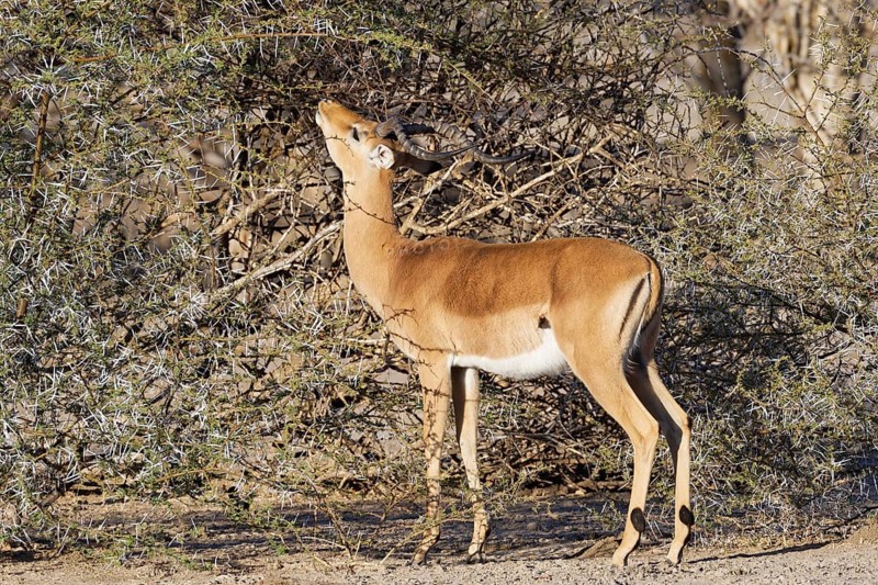 Common impala (Aepyceros melampus), adult male looking for acacia leaves among the thorns, savanna, Mahango Core Area, Bwabwata National Park, Kavango East, Caprivi Strip, Namibia, Africa
