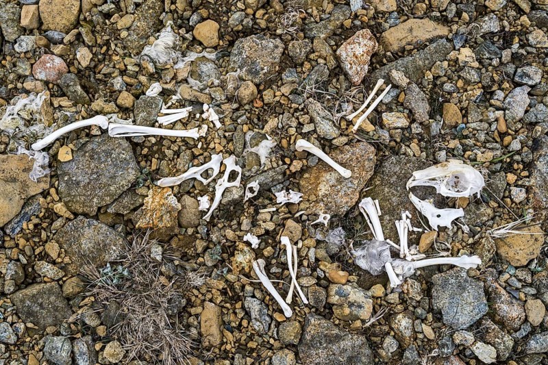 Rabbit bones and skeleton remains on debris at the Keen of Hamar nature reserve, Unst, Shetland Islands, Scotland, UK