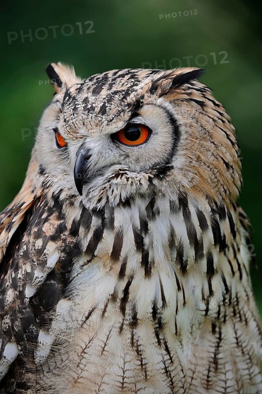 Bengal Eagle Owl (Bubo bengalensis) (Bubo bubo bengalensis), captive, occurring in Asia
