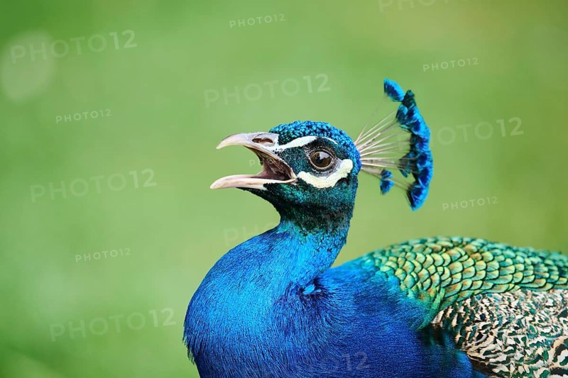 Indian peafowl (Pavo cristatus) portrait, Spain, Europe