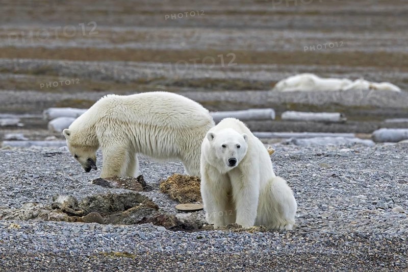 Two young scavenging polar bears (Ursus maritimus) feeding on carcass of dead stranded whale along the Svalbard coast, Spitsbergen, Norway, Europe