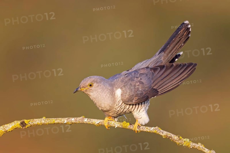 Common cuckoo (Cuculus canorus) calling, courting, male on dry branch, calling station, Middle Elbe Biosphere Reserve, Saxony-Anhalt, Germany, Europe