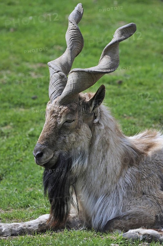 Markhor (Capra falconeri), a wild goat native to Pakistan and Afghanistan