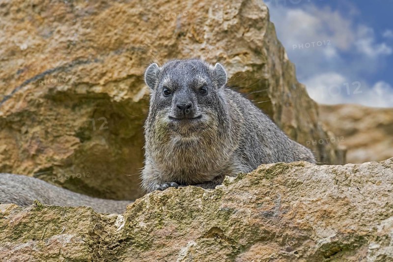 Rock hyrax, dassie, Cape hyrax, rock rabbit (Procavia capensis) resting on rock ledge, native to Africa and the Middle East