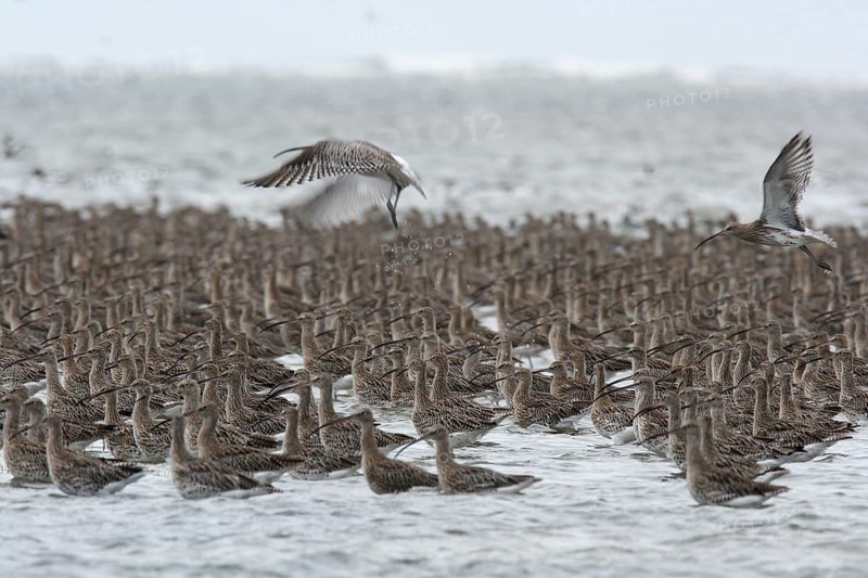 Eurasian curlew (Numenius arquata), resting troop on the mudflats during autumn migration off the island of Minsener Oog, Lower Saxony Wadden Sea National Park, East Frisian Islands, Lower Saxony, Germany, Europe
